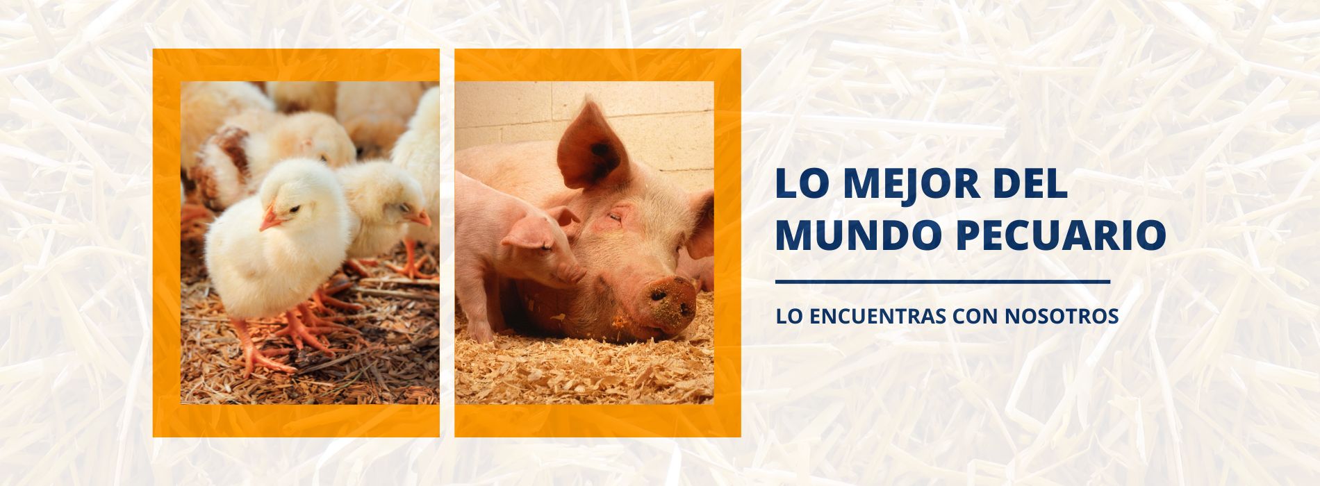 TALAVERA REPRESENTACIONES Facebook Cover (1900 x 700 px).jpg
